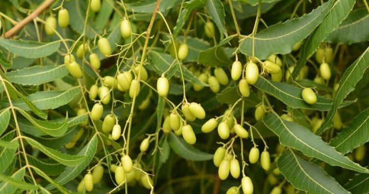 Neem - removes parasites from the body