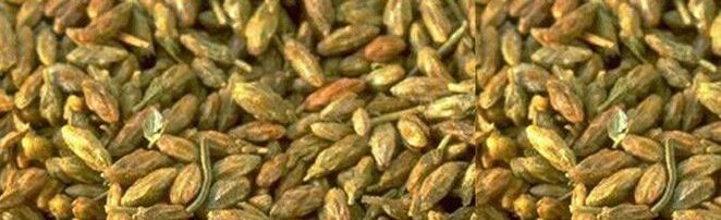 citrus seed has activity against parasites