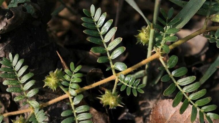 tribulus helps to remove parasites effectively from the body