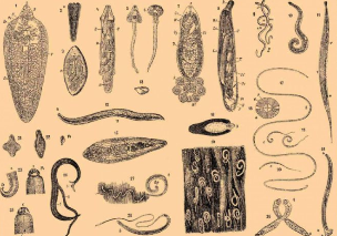 Types of parasites in the human body