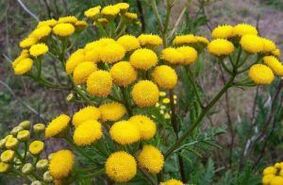 Tansy enemy