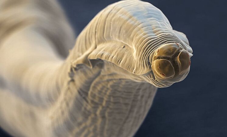 worm parasite of the human body